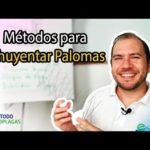 Clave para facturar mantenimiento de equipo de plagas